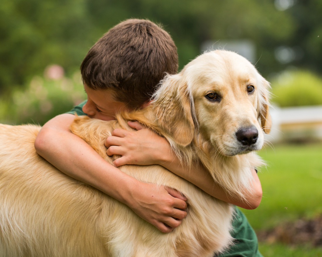 golden-retriever-dog-breed