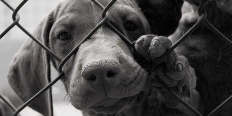 It’s Still Legal To Eat Dogs In The United States–And Yes, It Happens