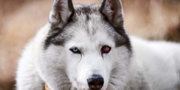 Scleritis in Dogs: Symptoms, Causes, & Treatments