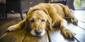 Dog Dry Skin Problems and Top Home Remedies for the Treatment  
