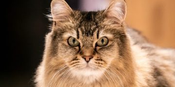 Burmilla Longhair: Info, Pictures, Origin & More