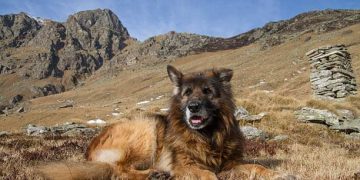 Discover the Elegant Fawn and Other Rare Anatolian Shepherd Colors