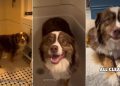 Dog Willingly Goes for Paw Cleaning in Adorable Video