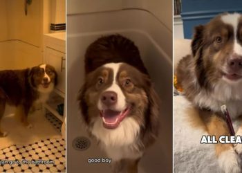 Dog Willingly Goes for Paw Cleaning in Adorable Video