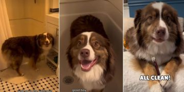 Dog Willingly Goes for Paw Cleaning in Adorable Video
