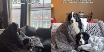 Video: Dogs Get Extra Comfy While Watching a Movie on a Winter Day
