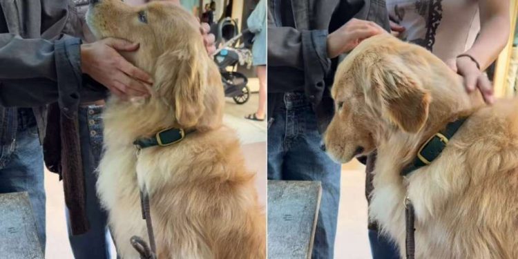 Video: Dog Receives Love From Strangers at Every Coffee Shop
