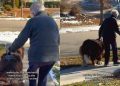 Video: Big Dog Helps Grandma Walk Safely on Ice