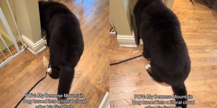 Video: Bernese Mountain Dog Is a ‘Literal Cloud’ After Bath