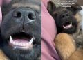 Video of Puppy Falling Asleep During Play Date Is Too Adorable To Miss