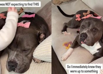 Dog Transforms Into a ‘Bonita’ Thanks to Baby in Cute Video