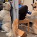 Video: Golden Retriever Proves He’s ‘Part-Rabbit’