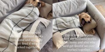 Video: Golden Retriever Lets Dad Wrap Him Into a Burrito Without Complaining