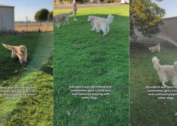 Video: Blind Dog Gets a Little Lost While Playing but Tail Wags Never Stop