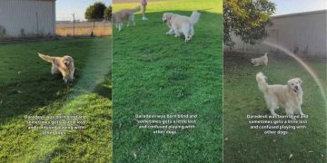 Video: Blind Dog Gets a Little Lost While Playing but Tail Wags Never Stop