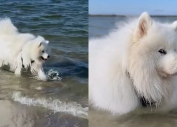 Video Proves If Samoyeds Have a Good Recall