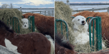 Dog Refuses to Leave ‘Cozy’ Bed in the Snow in Adorable Video