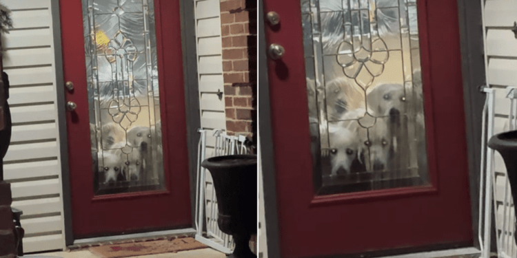 Video: Golden Retrievers Do This When They Don’t Get to Go Grocery Shopping