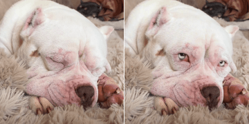 Video: Rescue Dog Responds to New Name a Week After Arriving at Forever Home