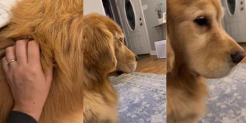 Golden Retriever Falls Asleep Sitting Upright as Mom Massages His Back