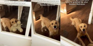 Golden Retriever Greets Owner Like This & It’s Impossible Not To Smile
