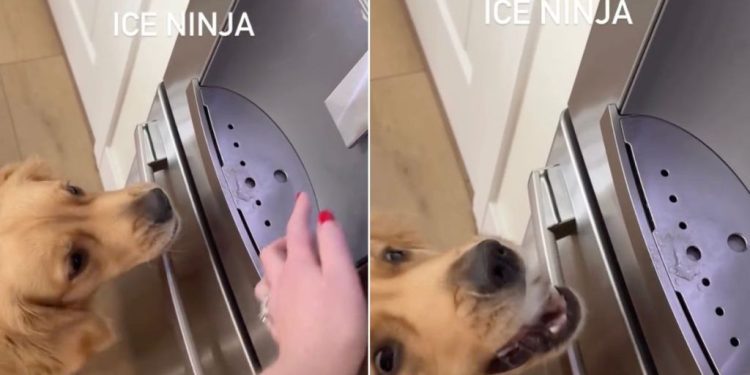 Video: Golden Retriever’s ‘Ice Ninja’ Skills Are Tough To Beat