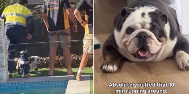 Video: Dog Reacts When the Plumber Friends Arrive Home