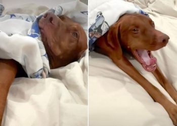 Video Shows the Trick Owner Uses to Get Dog Out of Bed