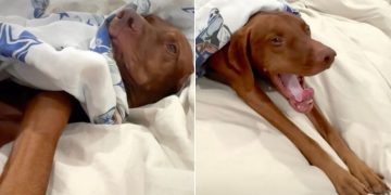 Video Shows the Trick Owner Uses to Get Dog Out of Bed