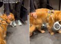 Video: Golden Retriever Proves He’s a ‘Ladies Man’