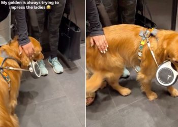 Video: Golden Retriever Proves He’s a ‘Ladies Man’