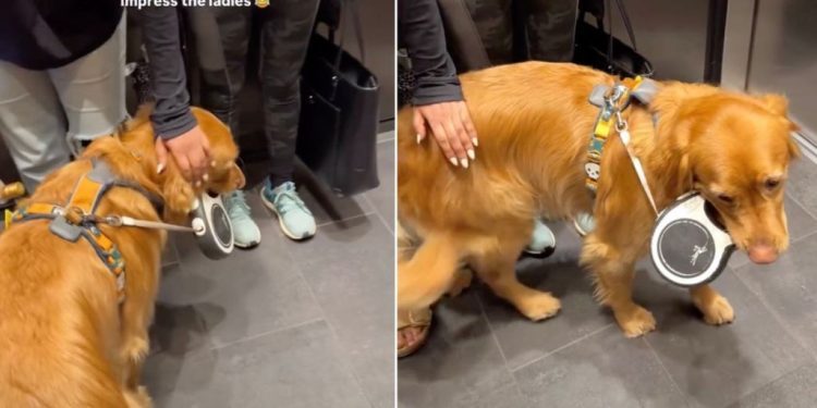 Video: Golden Retriever Proves He’s a ‘Ladies Man’