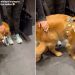 Video: Golden Retriever Proves He’s a ‘Ladies Man’