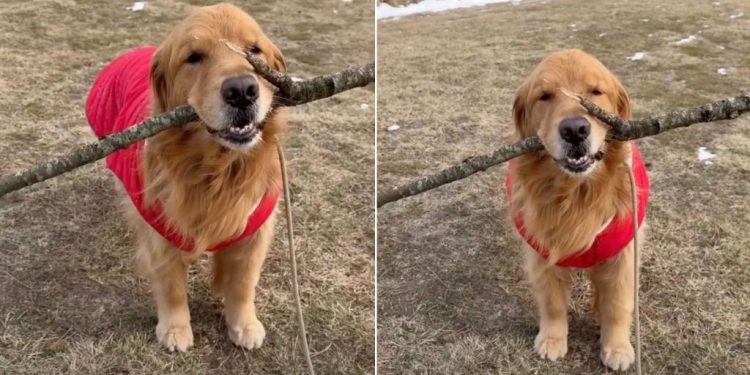 Video: Golden Retriever Strikes a Pose With His Stick
