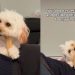Video: Tiny Dog Uses Owner’s Back To Enjoy Her Snack