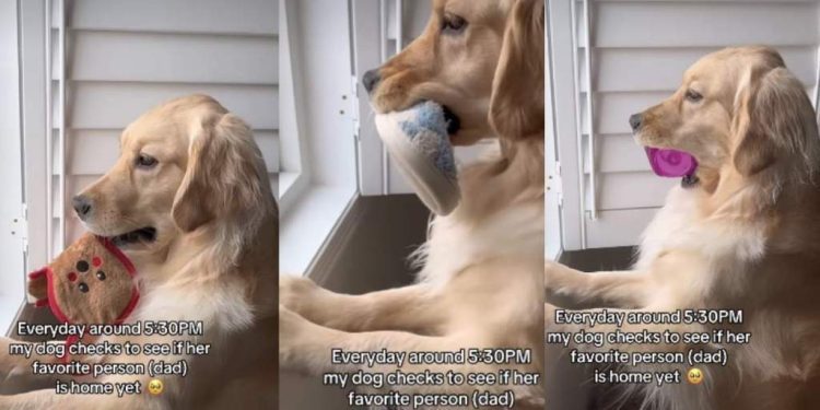 Golden Retriever Does Cute Ritual To Wait for ‘Favorite Person’