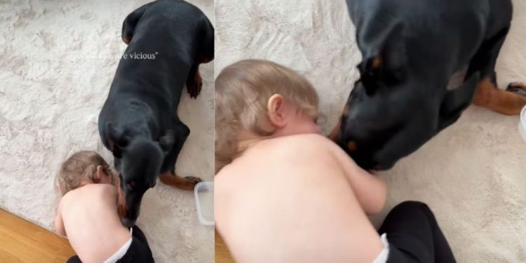 Video: Doberman Playing With a Kid Melts Hearts Online
