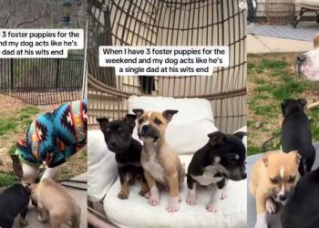 Video: Dog Turns Into ‘Single Dad’ With New Foster Puppies Around