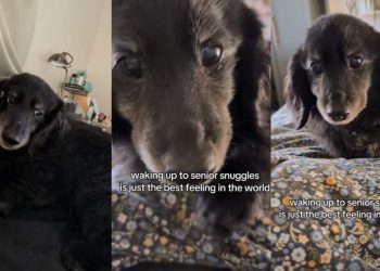 Senior Dog Crawling Toward Owner for Snuggles Is the Best Video You’ll Watch Today