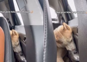Dog’s Post-Hike Nap Makes for an Adorable Video