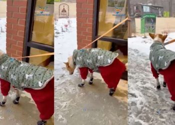 Aloka the Peace Dog Is a Tad Confused About Snow in Adorable Video