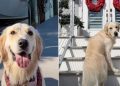 Video: Golden Retriever Treats Grandparents’ House as a ‘Resort’