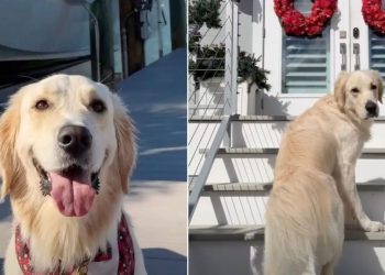 Video: Golden Retriever Treats Grandparents’ House as a ‘Resort’