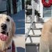 Video: Golden Retriever Treats Grandparents’ House as a ‘Resort’