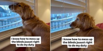 Video: Dog Adjusts Blinds to Do Her Vigilance Duty