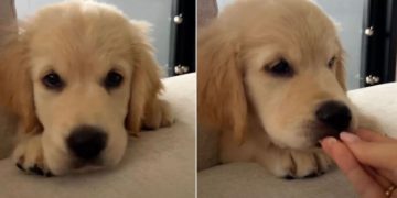 This Golden Retriever Puppy’s Hiccups Will Make Your Day