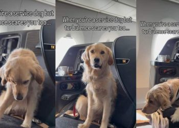 Golden Retriever Service Dog’s Reaction to Turbulence Is Heartwarming