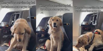 Golden Retriever Service Dog’s Reaction to Turbulence Is Heartwarming