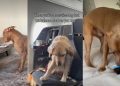 Video: Dog’s Battle With the Bottle Is All Kinds of Funny