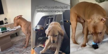 Video: Dog’s Battle With the Bottle Is All Kinds of Funny